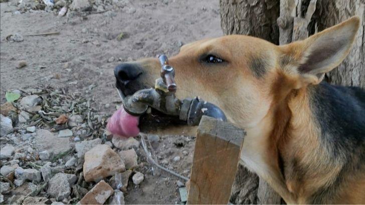 Recomiendan poner atención a mascotas ante altas temperaturas