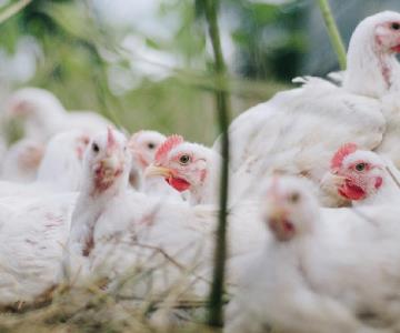 Pondrán cerco sanitario contra influenza aviar