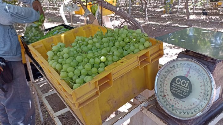 Uva de mesa, una alternativa viable para productores de Cajeme