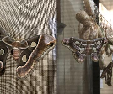 Nacen primeras mariposas Cuatro Espejos en el Mariposario Yoo Joara