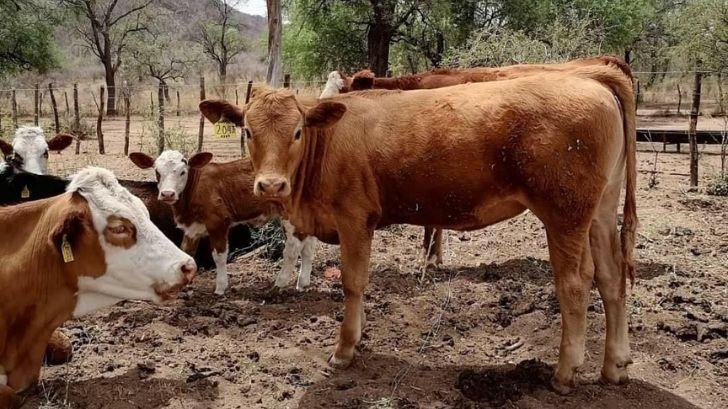 Ganaderos del Valle del Yaqui venden ranchos por la sequía